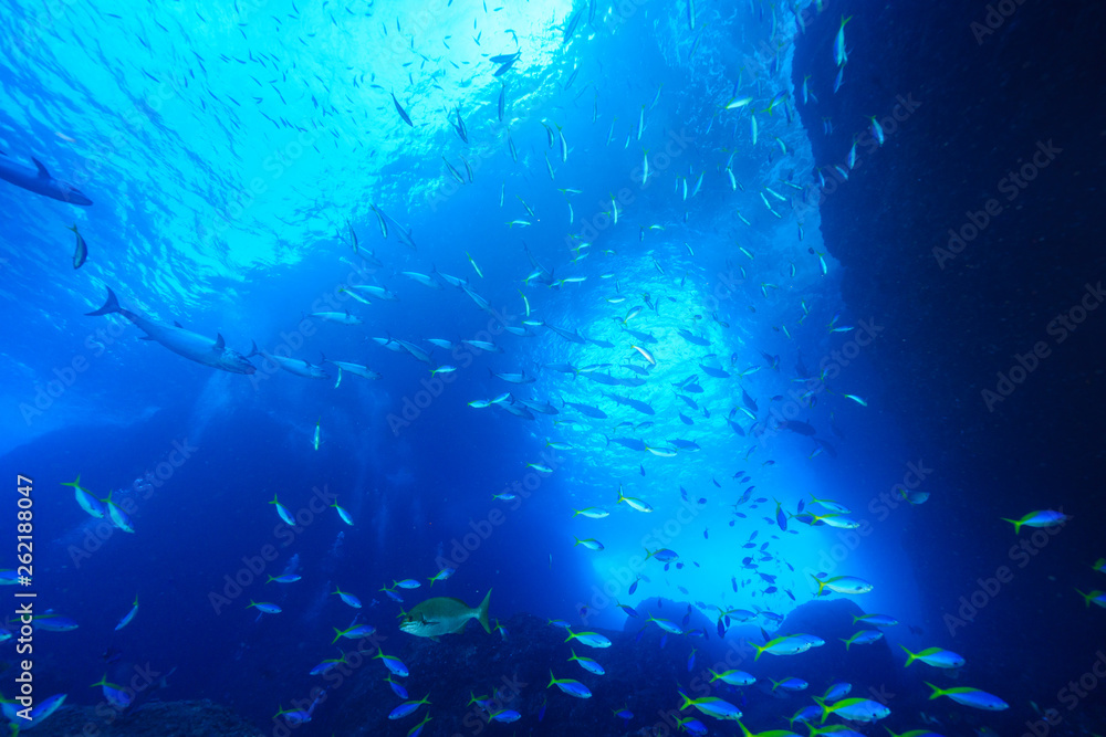 小笠原の海を泳ぐウメイロモドキの大群