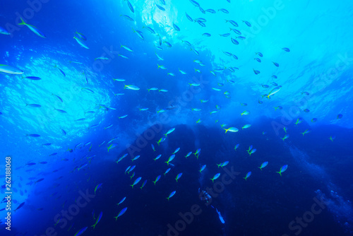 小笠原の海を泳ぐウメイロモドキの大群