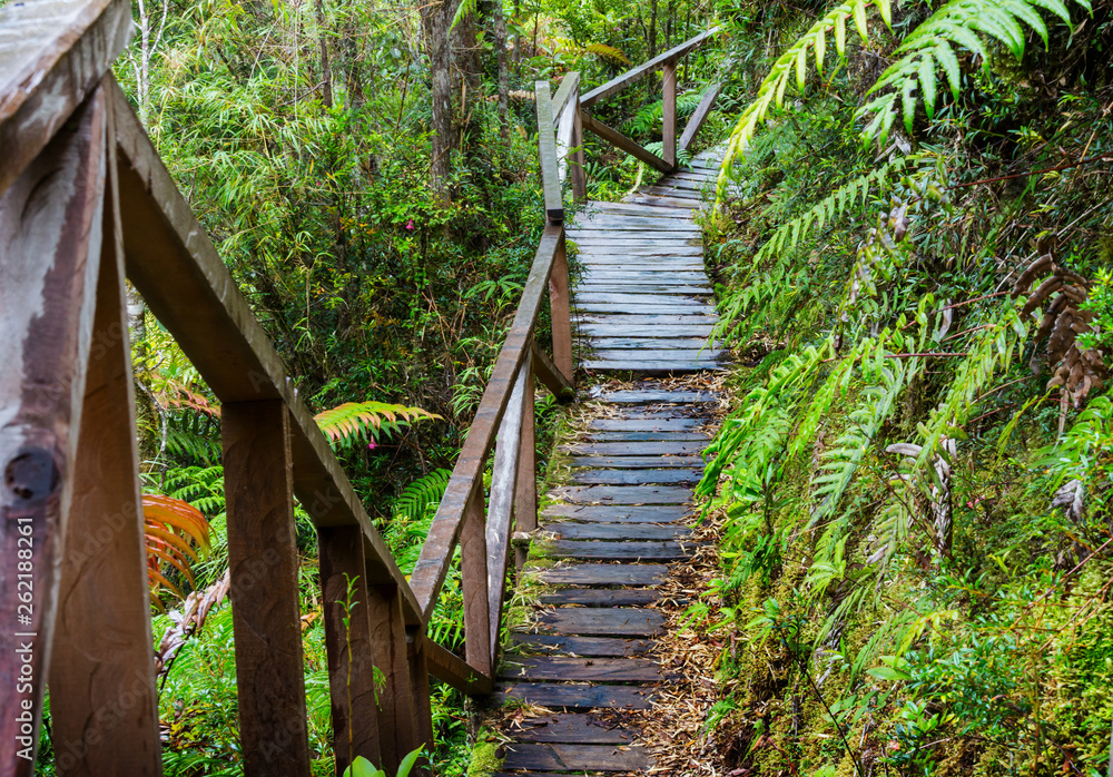 Obraz premium Boardwalk in the forest