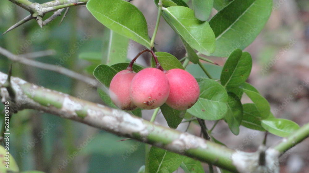apple shaped fruit to make cherry apple shaped fruit to make cherry