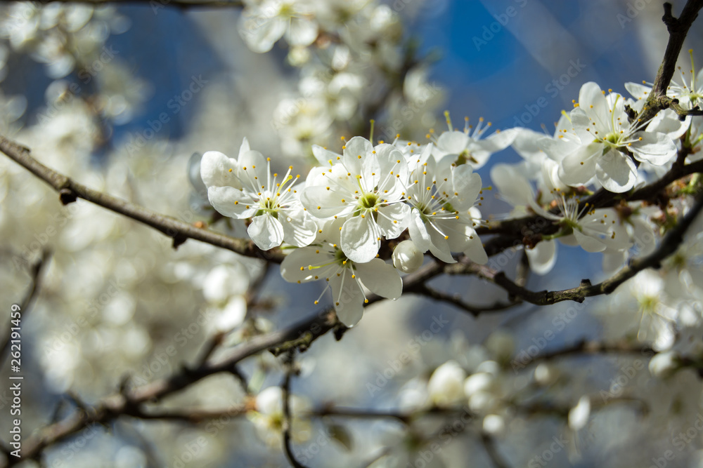 Branch with white cherry blossoms illuminated by sunlight Branch with white cherry blossoms illuminated by sunlight