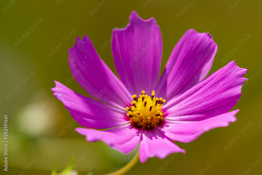 Purple cosmos flower in full bloom Purple cosmos flower in full bloom
