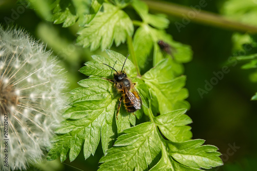 Red Mason Bee on Leaf in Springtime