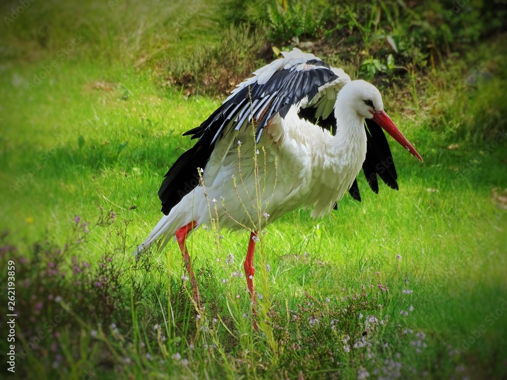 Fototapeta premium Storch 3