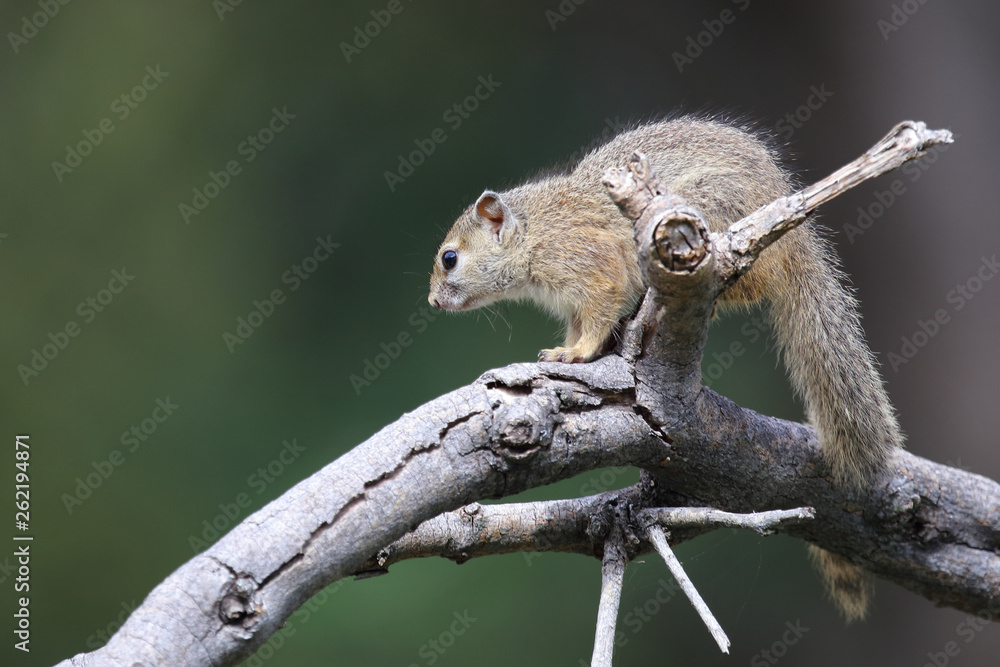 Obraz premium Ockerfußbuschhörnchen / Tree squirrel / Paraxerus Cepapi