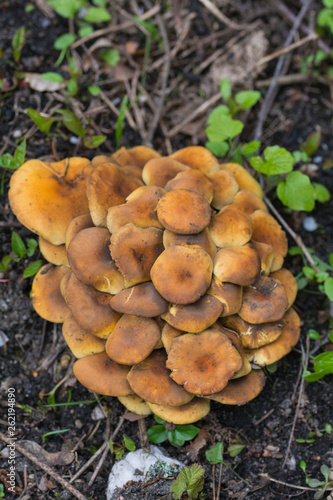 Pilze auf dem Waldbofen
