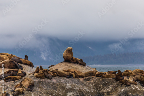 South Marble Island in Glacier Bay National Park in Alaska, United States