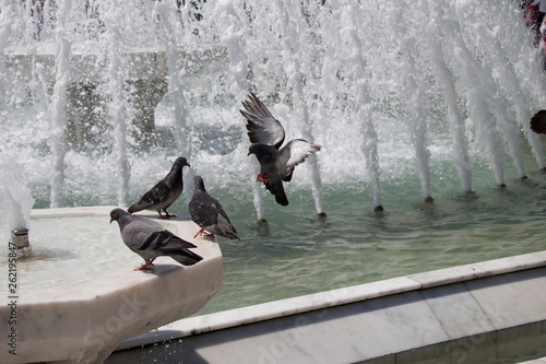 City pigeons by the side of  fountain photo