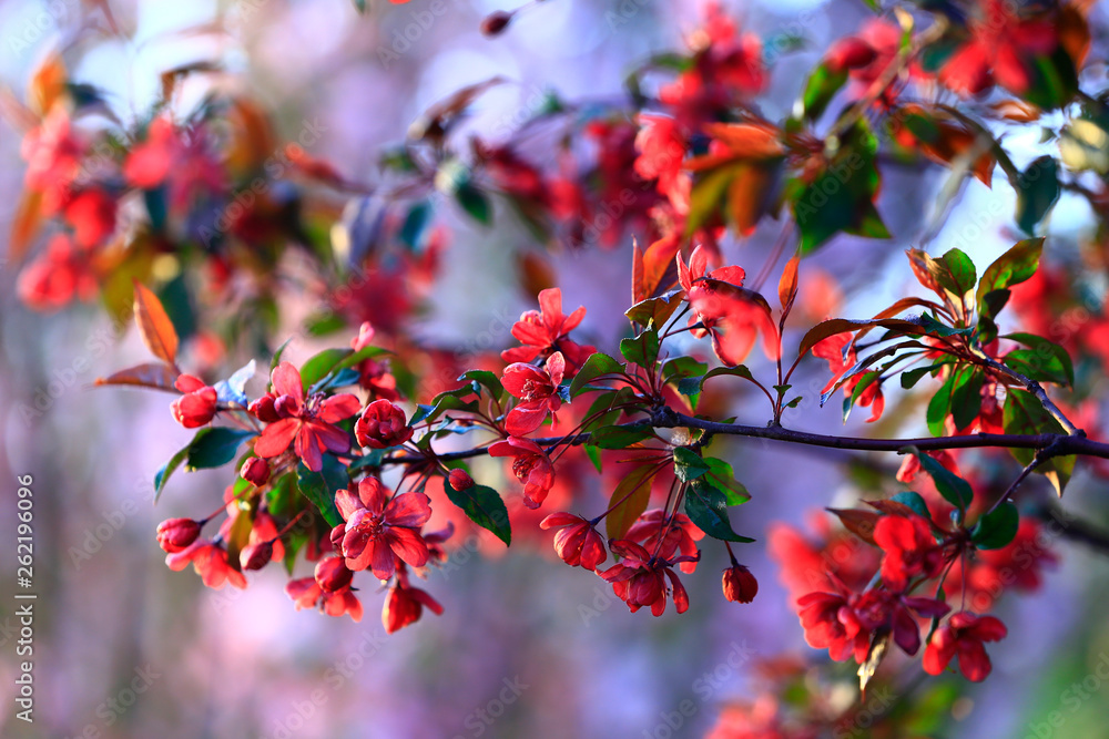 Chinese flowering crab-apple blooming Chinese flowering crab-apple blooming
