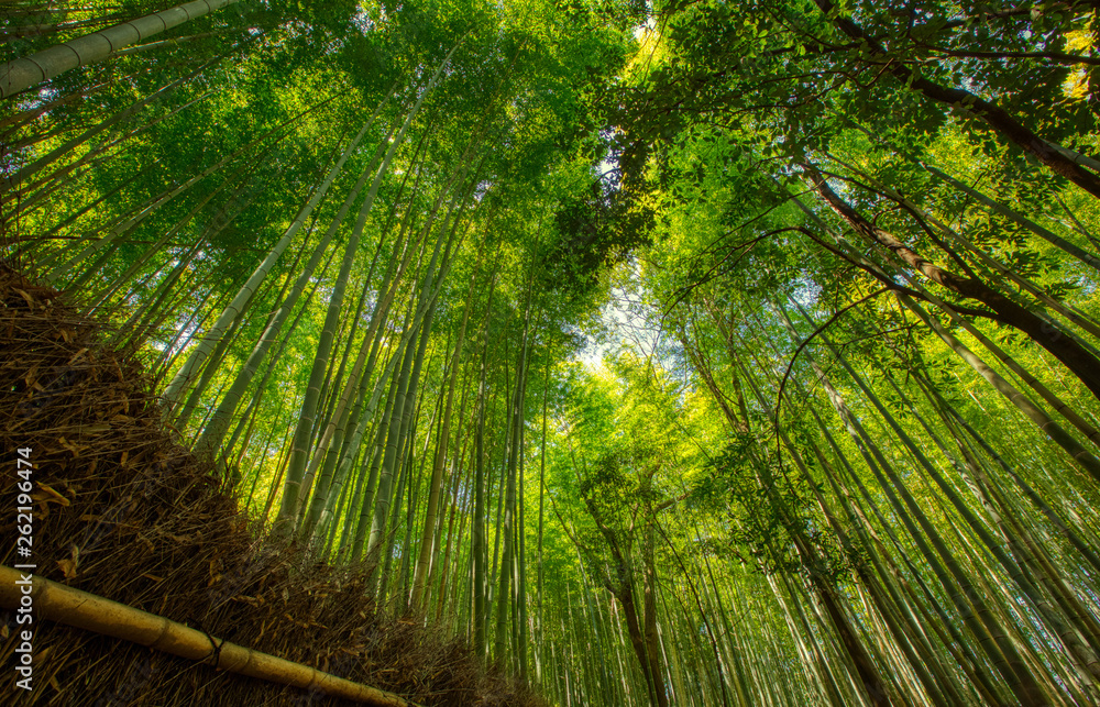 Bamboo forest and walking path in Arashiyama, Kyoto, Japan Bamboo forest and walking path in Arashiyama, Kyoto, Japan