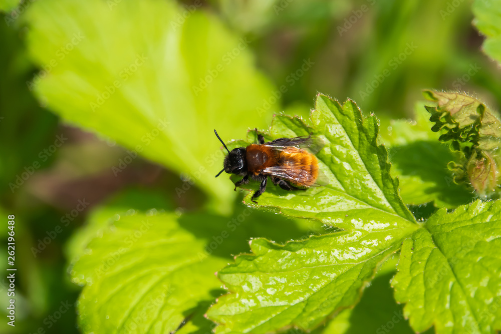 Tawny Mining Bee on Leaf in Springtime Tawny Mining Bee on Leaf in Springtime