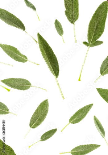sage leaves isolated on white
