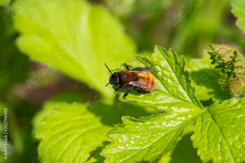 Tawny Mining Bee on Leaf in Springtime © Erik