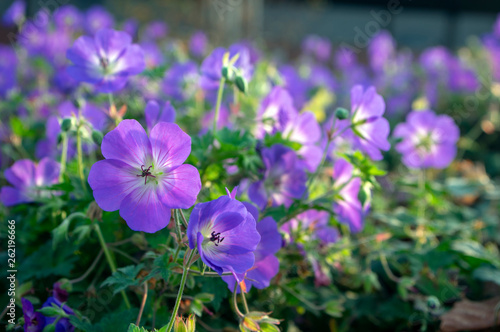 Cranesbills group of flowers, Geranium Rozanne in bloom, big bunch of flowers
