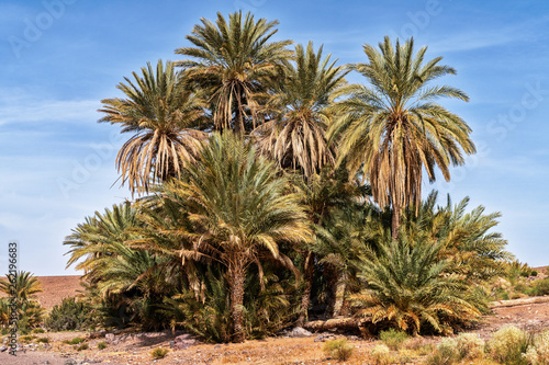 palm in the desert oasi morocco sahara africa dune