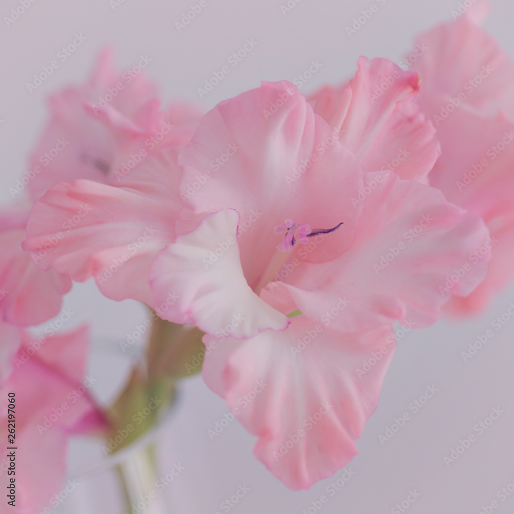 Pink gladiolus flower close up