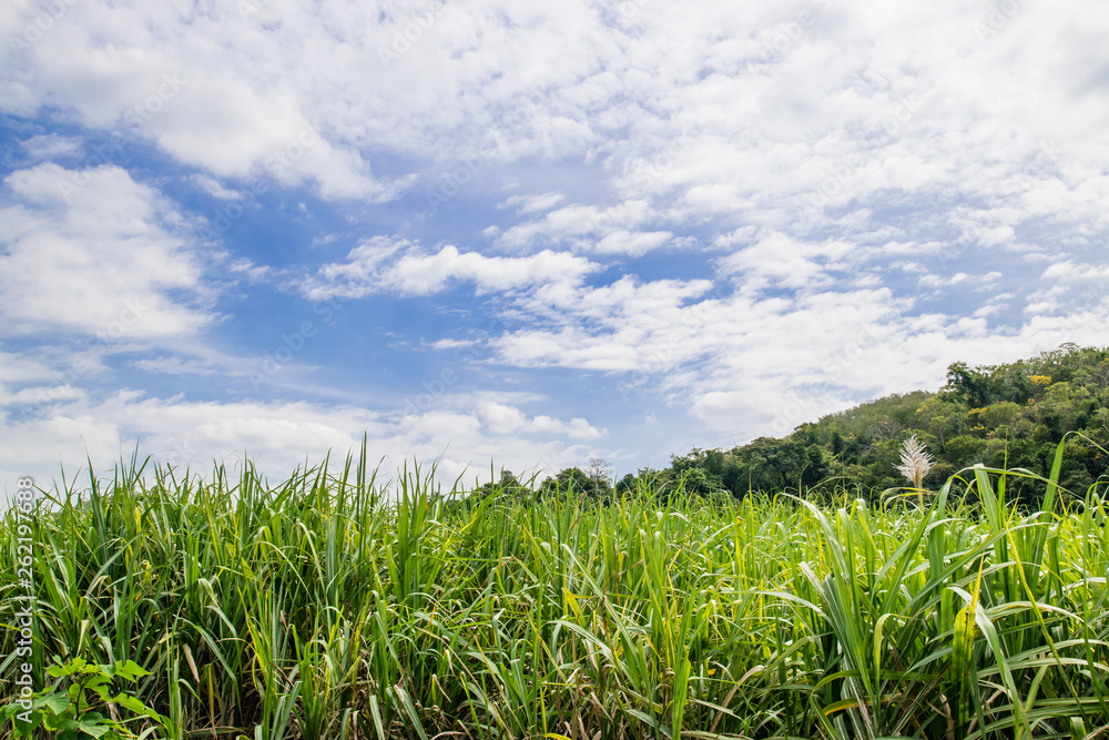 Small sugar plant in big farm, sugar farm field with blue sky and mountain Small sugar plant in big farm, sugar farm field with blue sky and mountain
