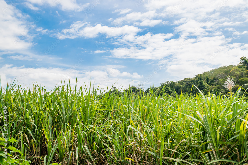 Small sugar plant in big farm, sugar farm field with blue sky and mountain Small sugar plant in big farm, sugar farm field with blue sky and mountain