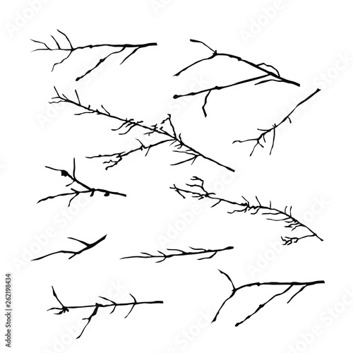 Vector silhouettes of the branch of trees   black color  isolated on white background