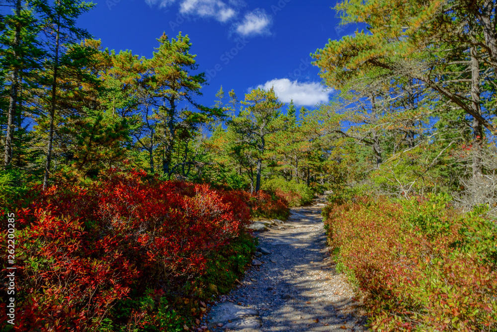 Wonderland Trail in Acadia National Park in Maine, United States Wonderland Trail in Acadia National Park in Maine, United States
