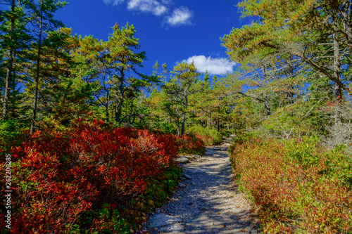 Wonderland Trail in Acadia National Park in Maine, United States
