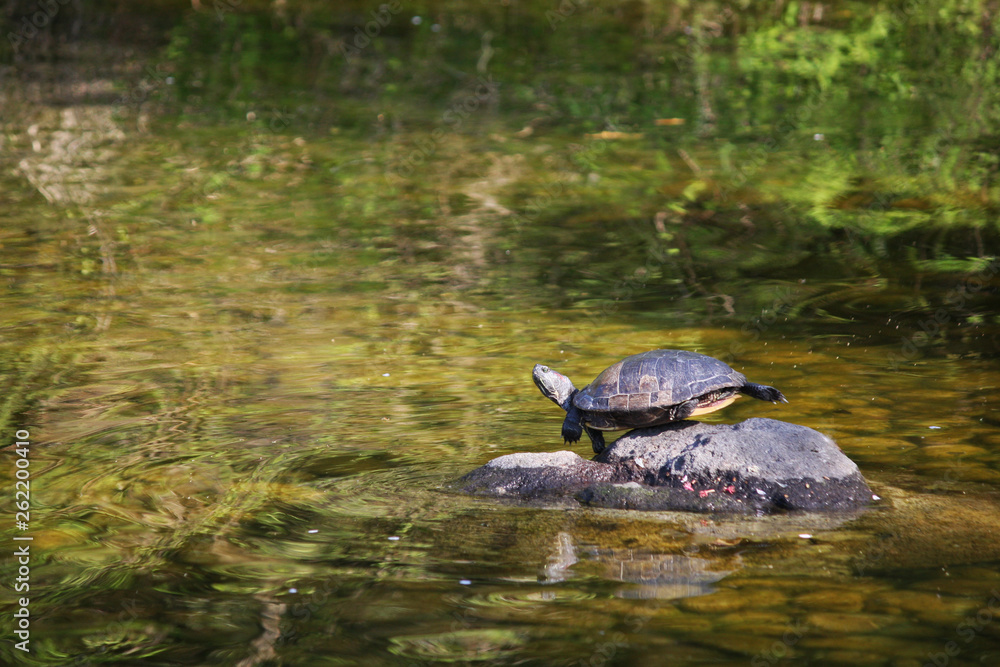 Fototapeta premium 亀