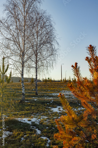 spring trees and grass in the Park