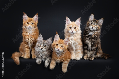 Litter of five Maine Coon cat kittens sitting / laying down in straight line / perfect row, looking straight towards lens . Isolated on black background.