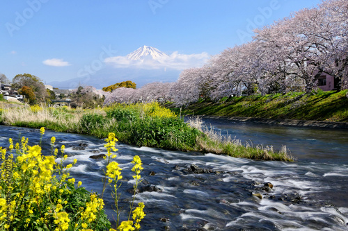 Beautiful view of Cherry blossoms (sakura) and Mount Fuji with blue sky in the background at the Uruigawa river in Fujinomiya City, Shizuoka, Japan photo