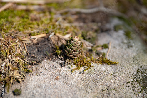 A single isolated conifer pine cone in a natural woodland environment. © Rob Thorley