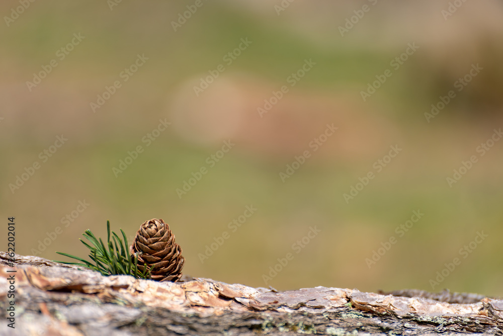 A single isolated conifer pine cone in a natural woodland environment. A single isolated conifer pine cone in a natural woodland environment.
