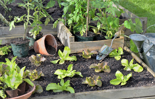 tomato plants and lettuce in a crate put on  the soil of  a vegetable garden to planting