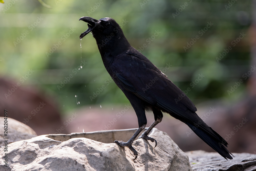 Obraz premium crow with broken beak