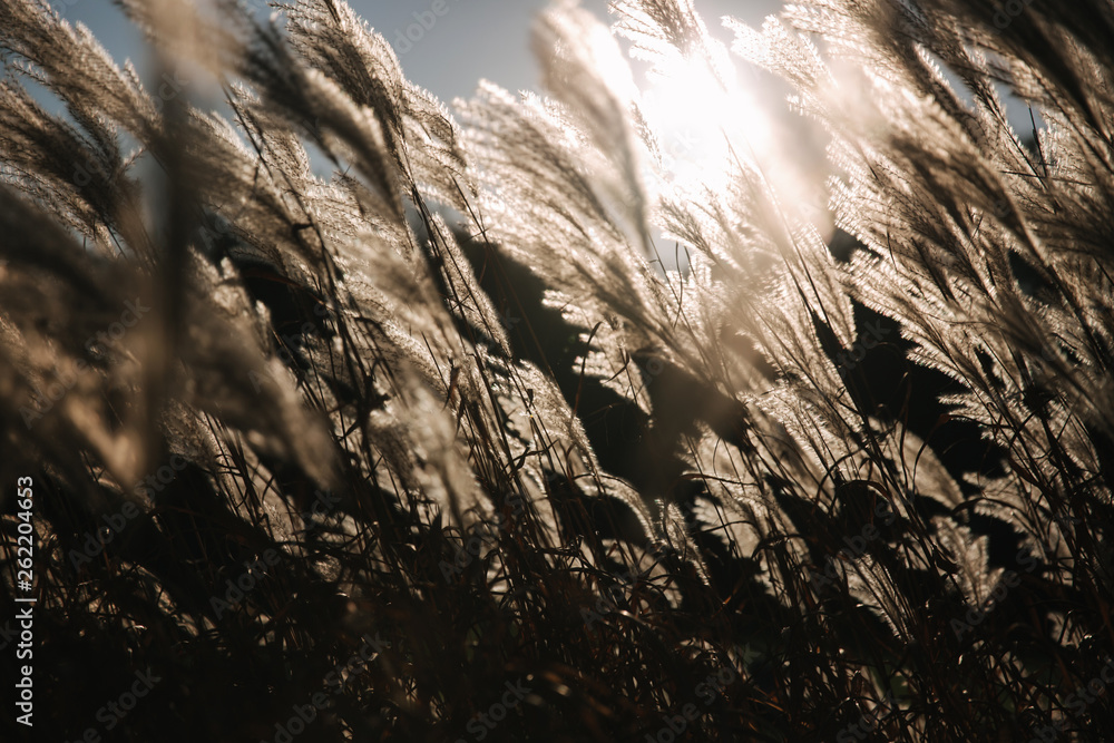 Obraz premium Sunrays fall through wheat. Sunsest in autumn