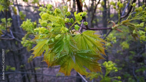 Wald, baum, spring, Frühling 