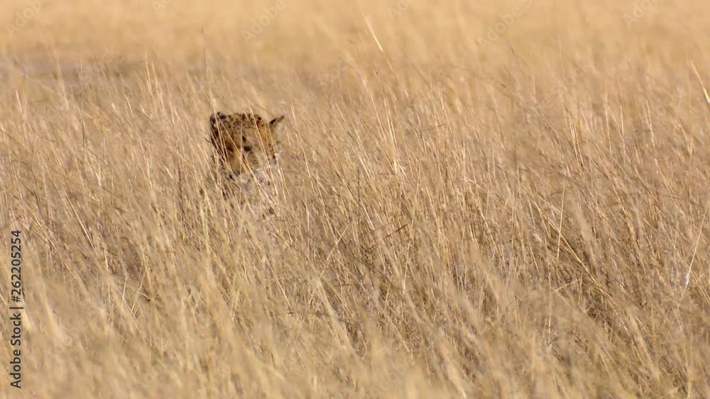 A cheetah hides in the tall dry African grass alert, and looking around A cheetah hides in the tall dry African grass alert, and looking around