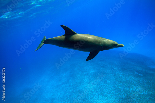 小笠原の青い海を泳ぐミナミハンドウイルカ