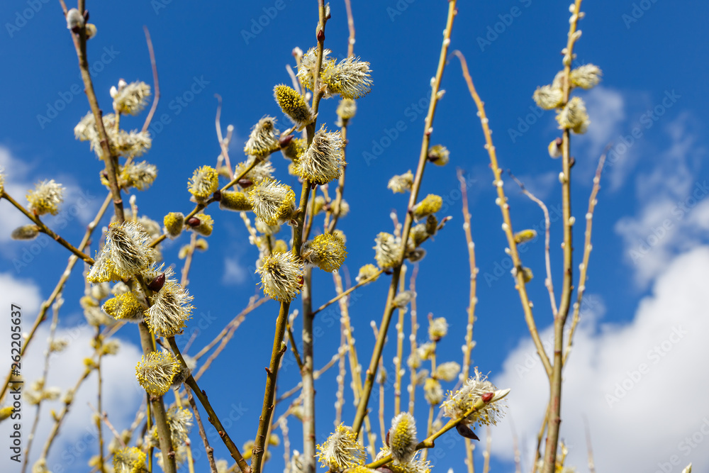 Pussy willow branches in spring sunny day against blue sky Pussy willow branches in spring sunny day against blue sky