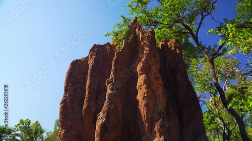 Rotation view of a tall termite house structure, standing among Australian native trees. photo