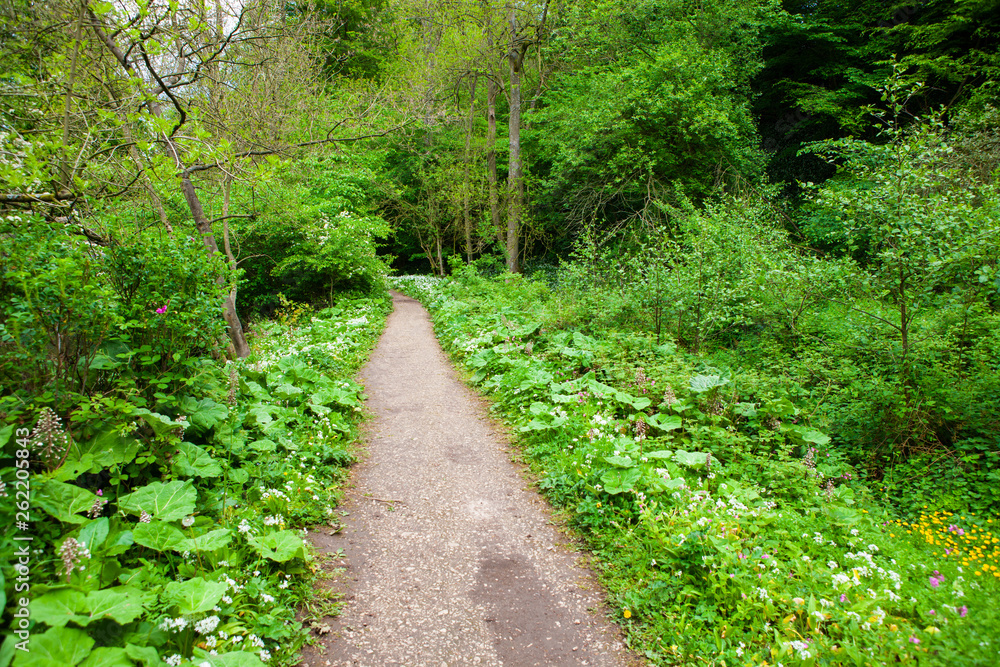 Dirt walking track through a forest at Ilam Park, central England Dirt walking track through a forest at Ilam Park, central England