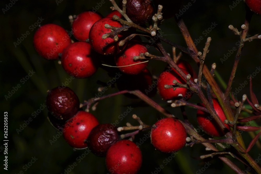 Obraz premium Red Plant
