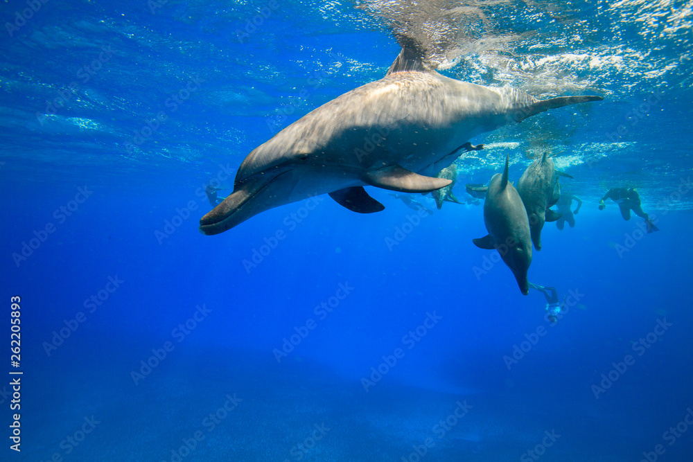 Obraz premium 小笠原の青い海を泳ぐミナミハンドウイルカ