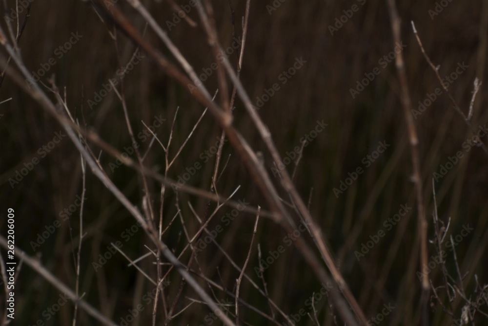 Dark branches background Dark branches background