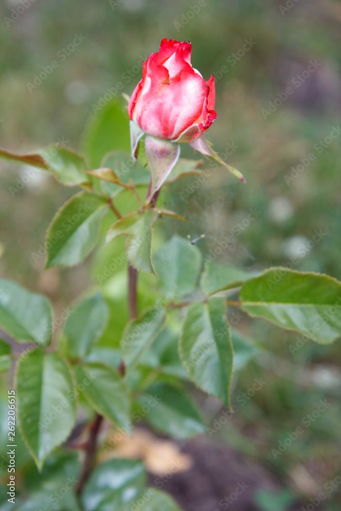 Red rose bud on a long stem with leaves on blurred background. Red rose bud on a long stem with leaves on blurred background.