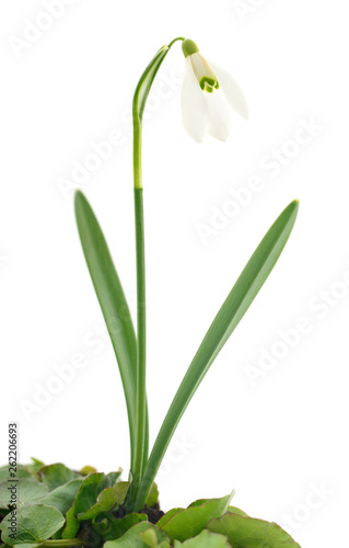 Snowdrop flower isolated on white.