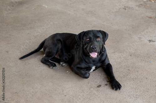 American Bully Dog Breed on the Floor. Black American Bully Dog Standing on Lawn Posing Looking Watching . bully with big smile . 