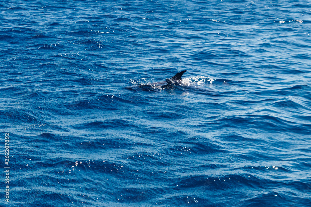 Naklejka premium Dolphins swimming in Red sea