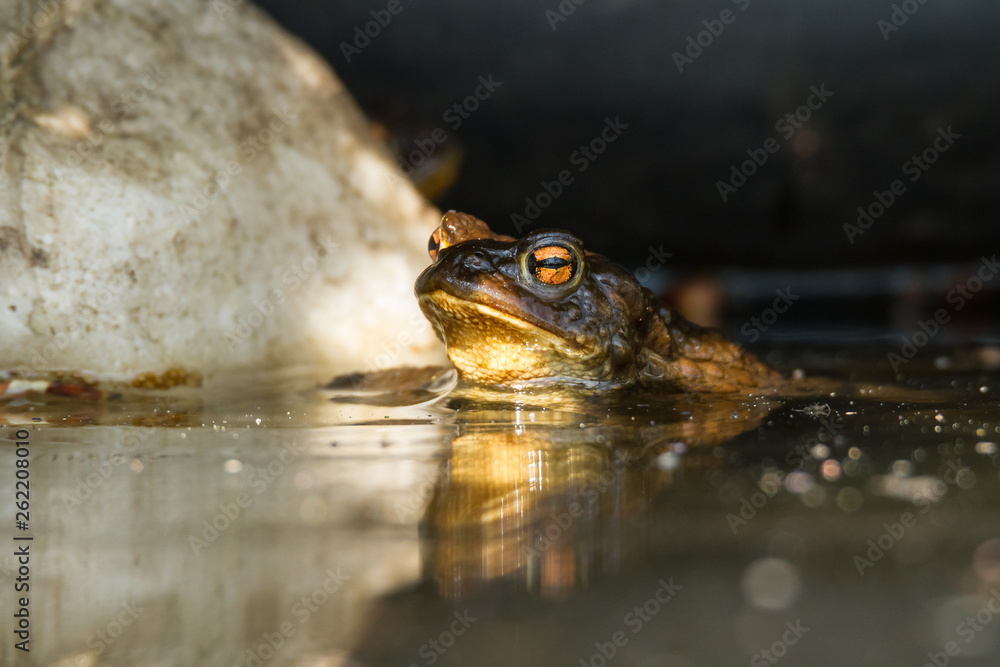 Amphibian frog in a pound Amphibian frog in a pound