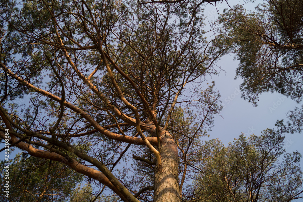 Fototapeta premium Tree trunk looking upwards