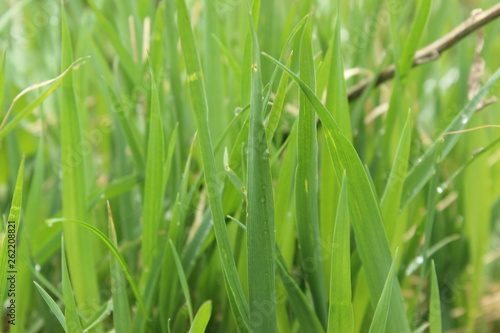 naturalina and real photography grass